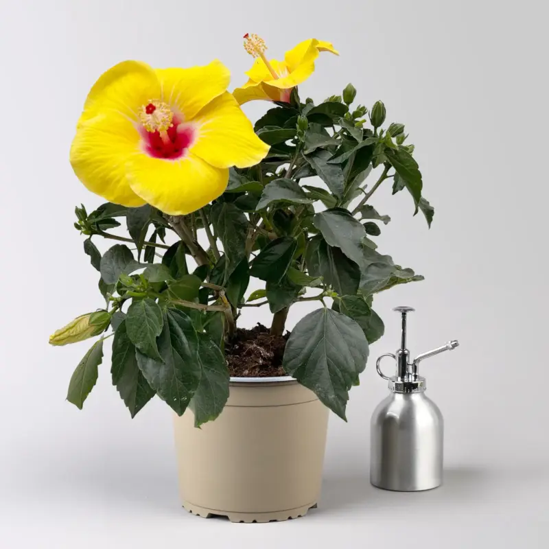 Markenprodukt Hibiskus, gelb, Topf-Ø 17 cm