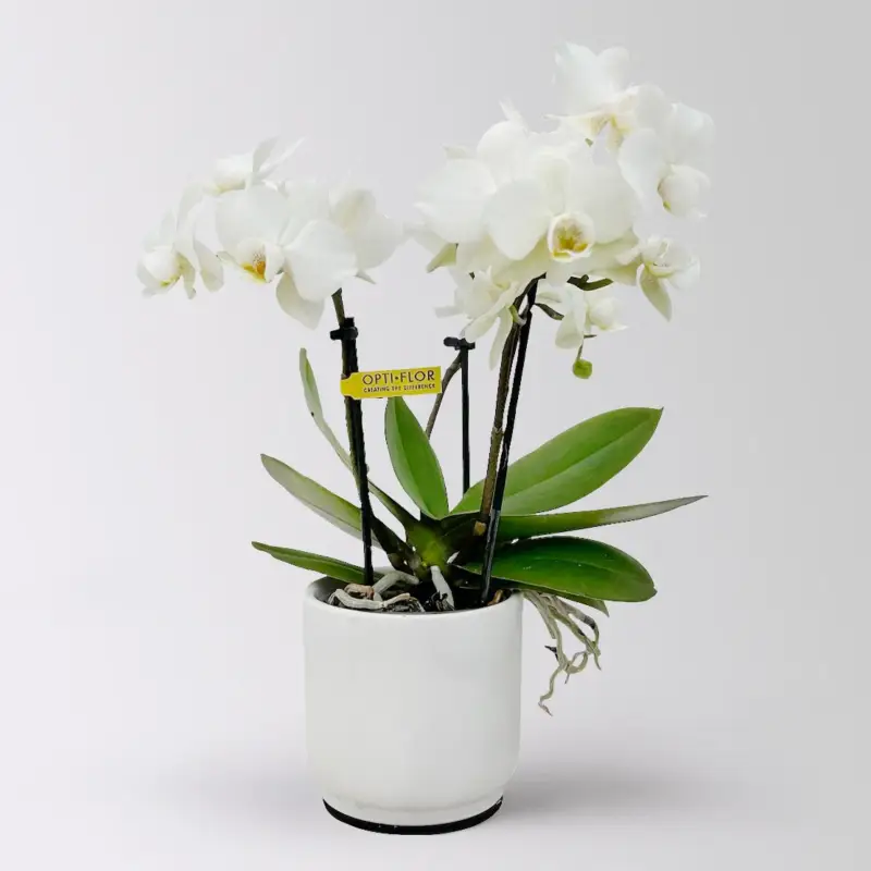 Geprüft Mini-Phalaenopsis mit Keramiktopf, weiß, Topf-Ø 7 cm, 2 Pflanzen