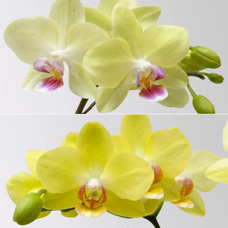 Schnäppchen Mini-Phalaenopsis mit Keramiktopf, gelb, Topf-Ø 7 cm, 2 Pflanzen
