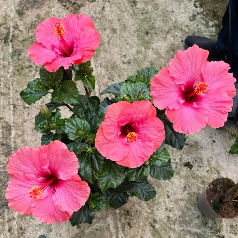 Hibiskus, rosa, Stamm, Topf-Ø 23 cm, Höhe ca. 120 cm Neu