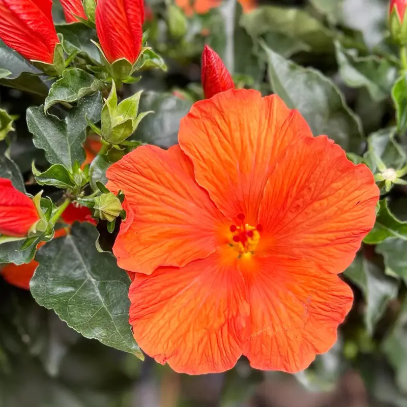 Hibiskus, orange, Stamm, Topf-Ø 17 cm, Höhe ca. 70 cm Aktuell