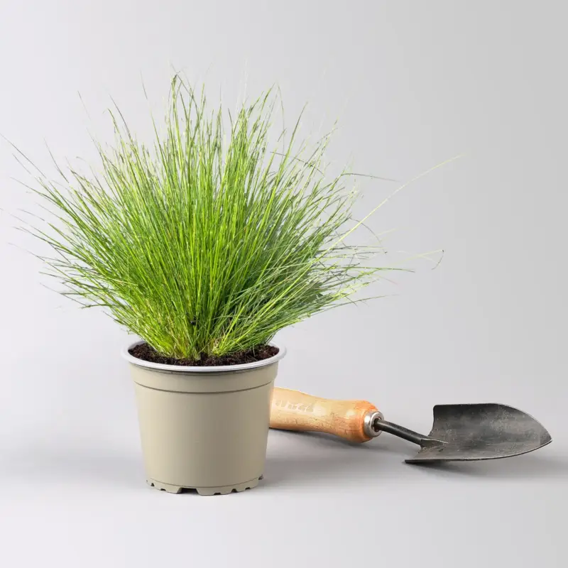 Bio Schaf-Schwingel 'Bernie Green', Topf-Ø 12 cm Direkt Vom Hersteller