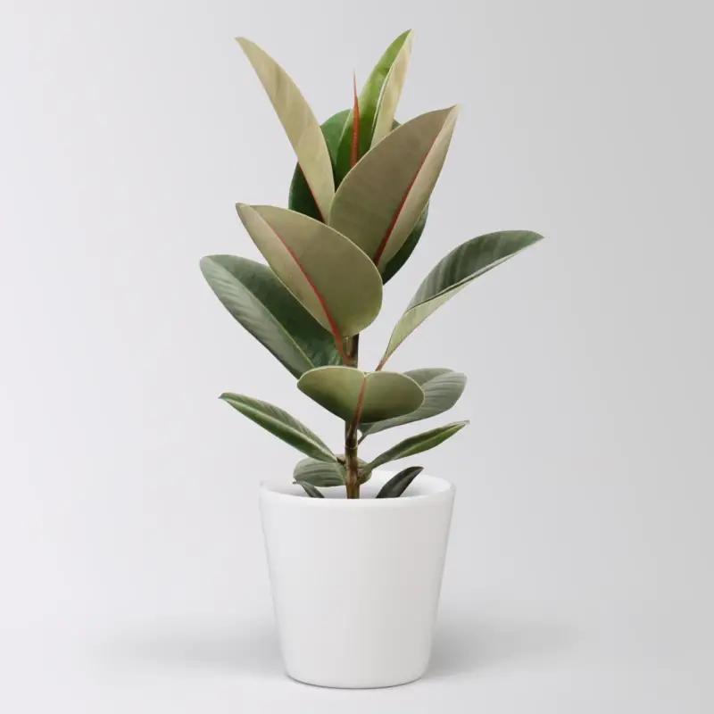Sonderangebot Gummibaum 'Robusta' in Keramiktopf Dallas weiß, Topf-Ø 17 cm, Höhe ca. 55 cm