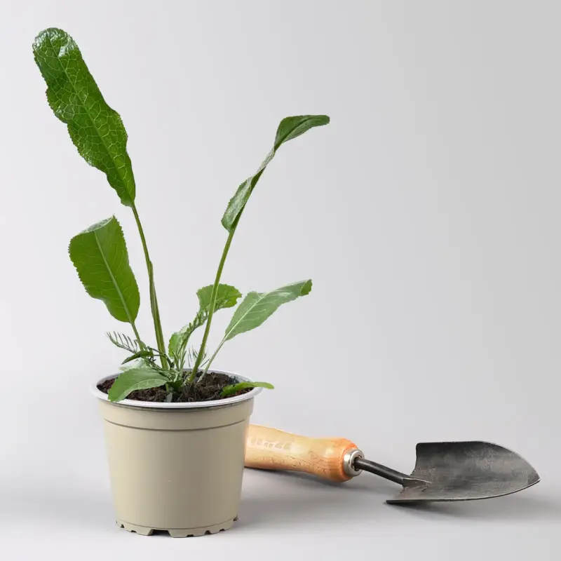 Bio Meerrettich, Topf-Ø 12 cm Garantierte Lieferung