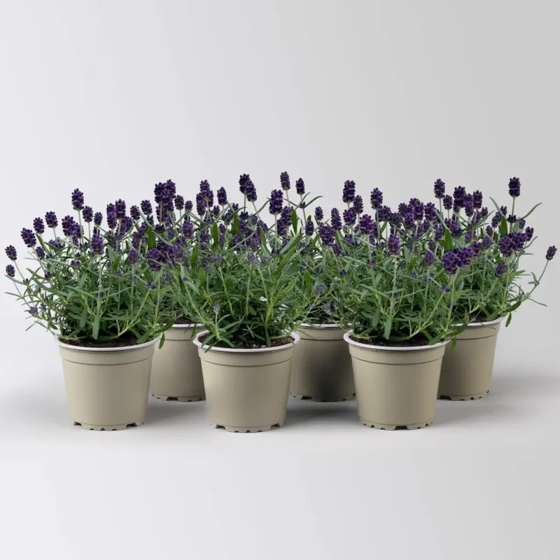 Lavendel 'Hidcote', blauviolett, Topf-Ø 12 cm, 6 Pflanzen Aktuell
