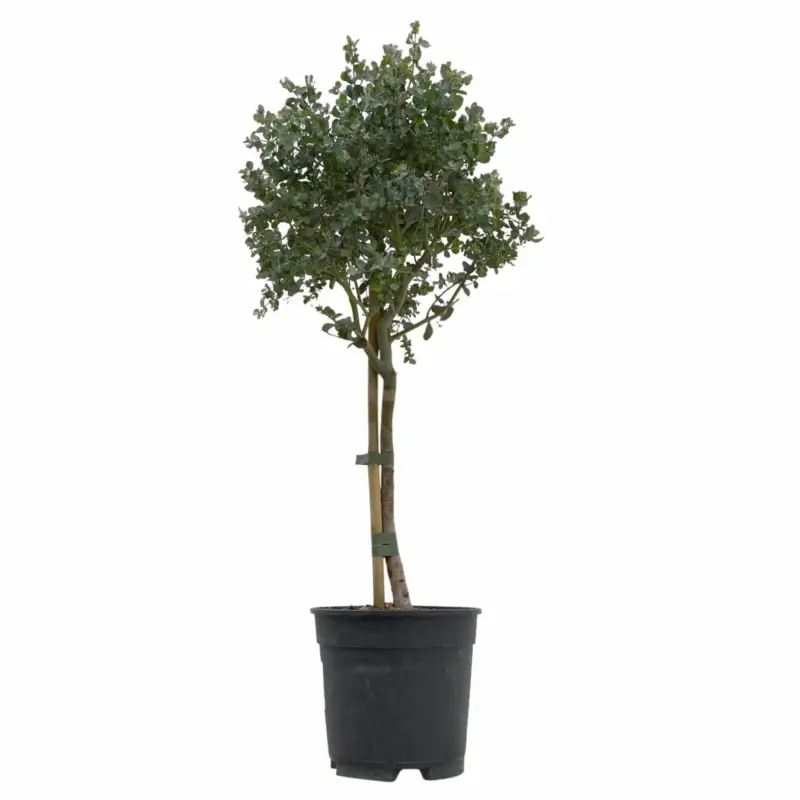Abverkauf Eukalyptus, Stamm, Topf-Ø 17 cm, Höhe ca. 60 cm