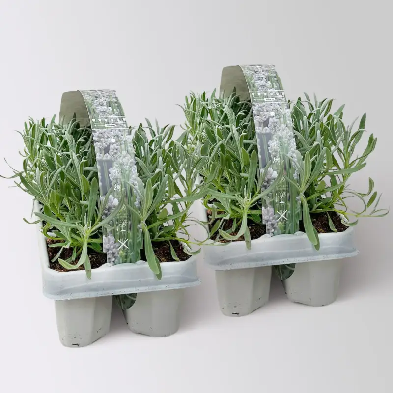 Lavendel, weiß, Ballen-Ø ca. 7 cm, 2x 6 Pflanzen im Tray Neu