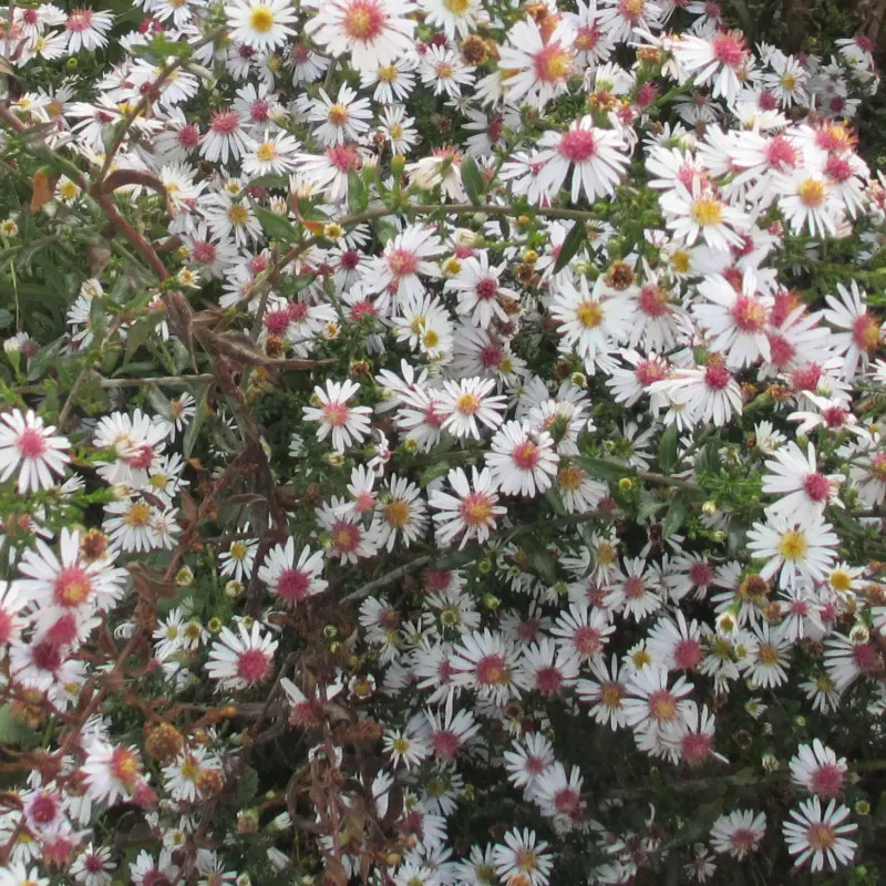 Bio Waagerechte Aster 'Chloe', weiß, Topf 11x11 cm Sonderangebot