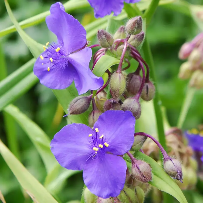 Wochenendangebot Dreimasterblume, violettblau, Topf 11x11 cm