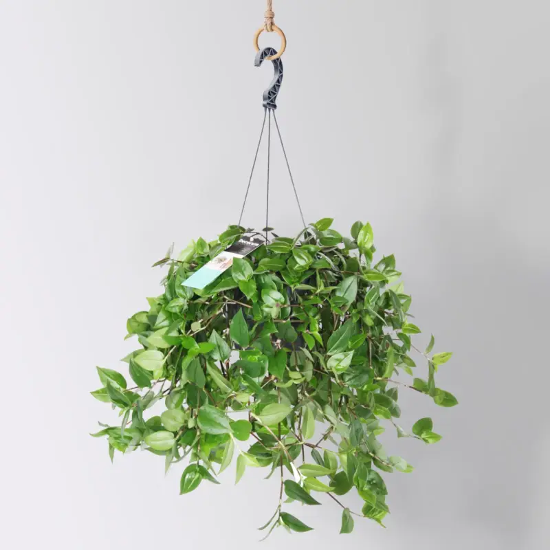 Dreimasterblume 'Green Hill', Ampeltopf-Ø 18 cm, Höhe ca. 35 cm Markenprodukt