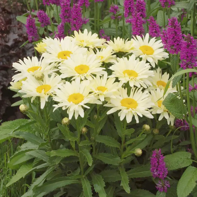 Margerite 'Banana Cream', cremegelb, Topf-Ø 13 cm, 6 Pflanzen Kracherpreis