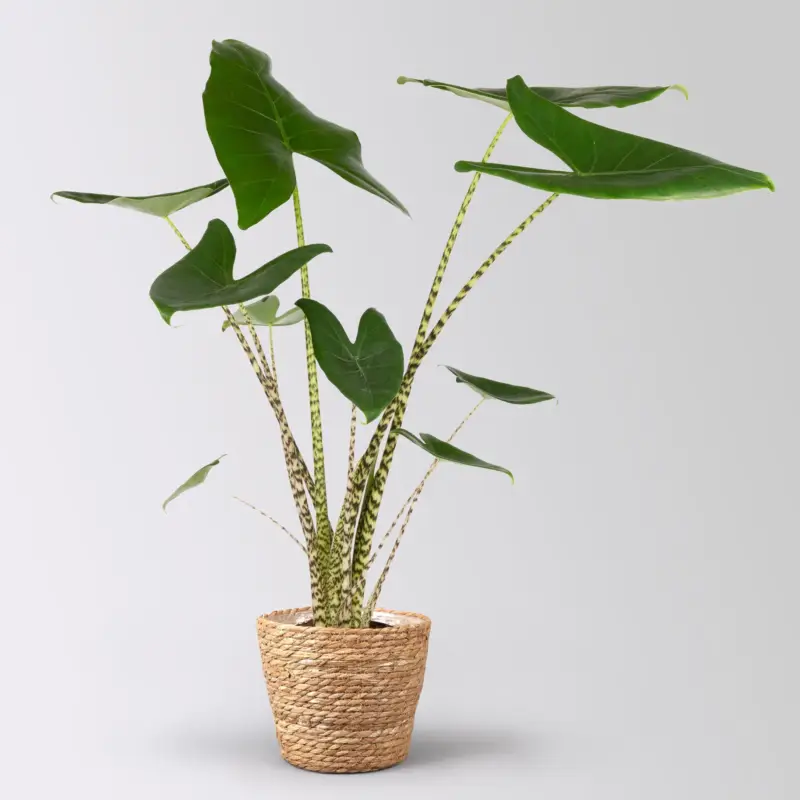 Knallerangebot Alocasia zebrina, Topf-Ø 17 cm, Höhe ca. 60 cm, mit Korb Osaka