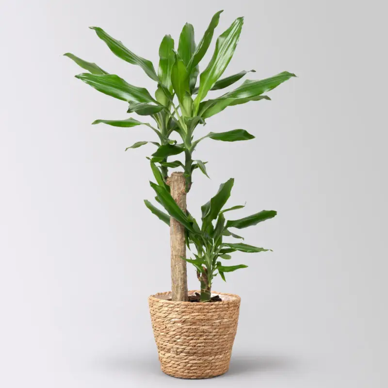 Meistverkauft Duftender Drachenbaum 'Steudneri' in Korb Osaka, Topf-Ø 17 cm