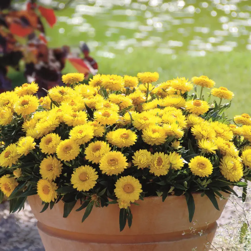 Strohblume, gelb, Topf- Ø 15 cm, 3 Pflanzen Garantierte Lieferung