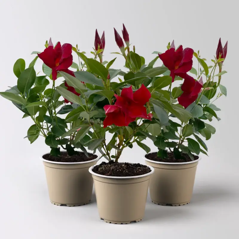 Dipladenie, rot, Topf-Ø 12 cm, 3 Pflanzen Expressversand