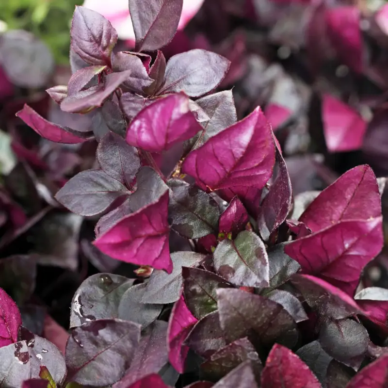 Alternanthera 'Choco Chili', dunkelviolett, Topf-Ø 12 cm, 6 Pflanzen Sichere Zahlung