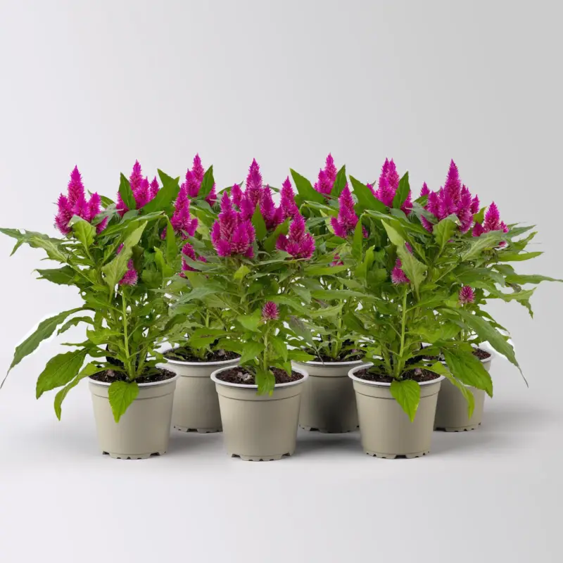 Angebot Celosia 'Deep Purple', pink, Topf 12 cm Ø, 6 Pflanzen