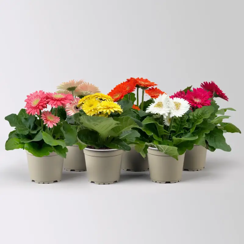 Gerbera, Farbmix zufällig, Topf-Ø 12 cm, 6 Pflanzen Kracherpreis