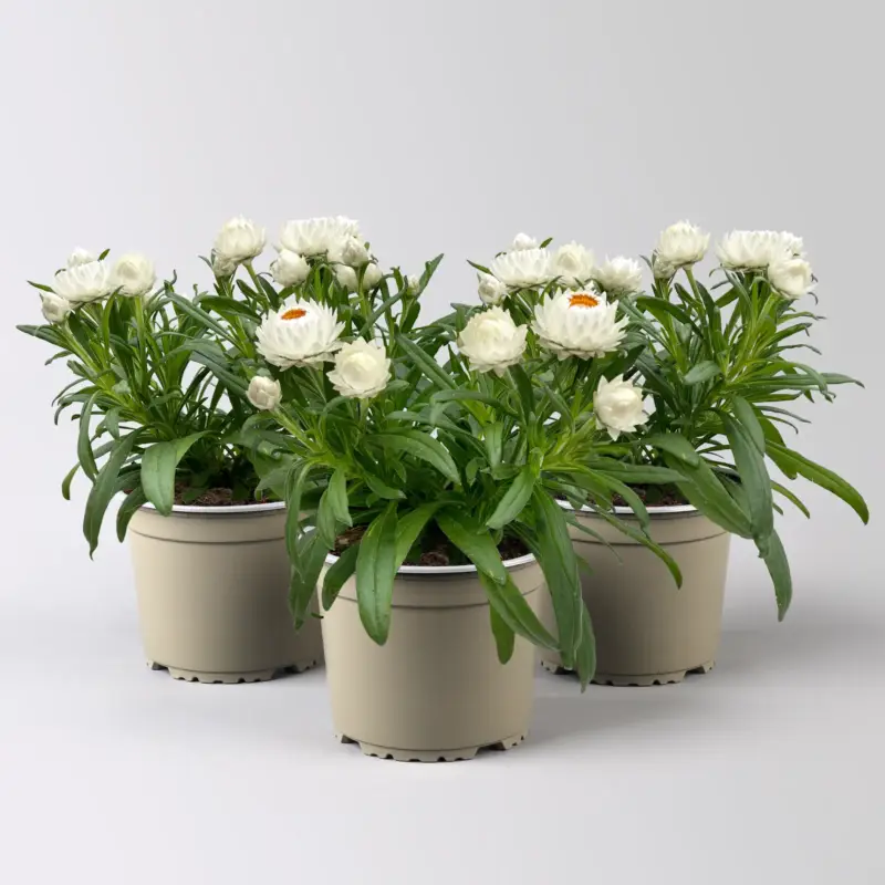 Nur Für Kurze Zeit Strohblume, weiß, Topf- Ø 15 cm, 3 Pflanzen