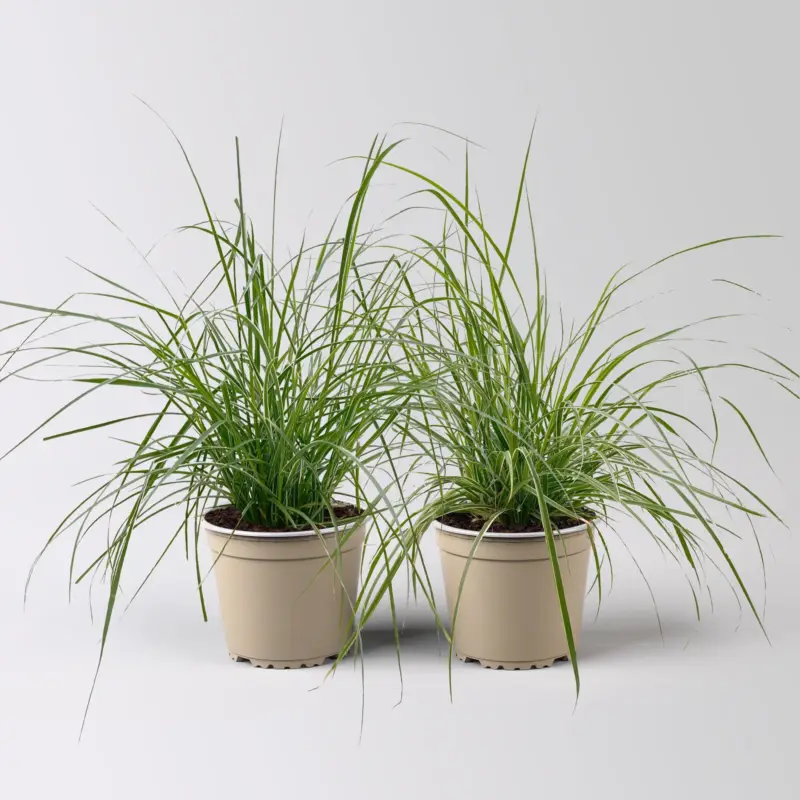 Buntes Lampenputzergras 'Sky Rocket', bunt, Topf-Ø 19 cm, 2 Pflanzen Meistverkauft