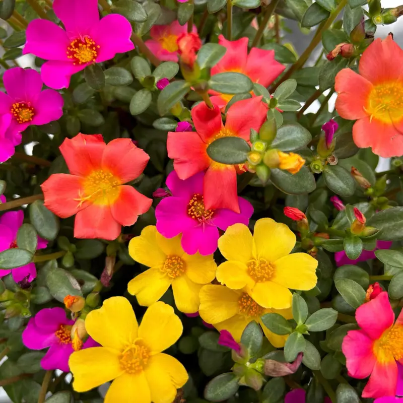 Sonderaktion Portulakröschen 'Trio', bunt, Topf-Ø 14 cm, 4 Pflanzen