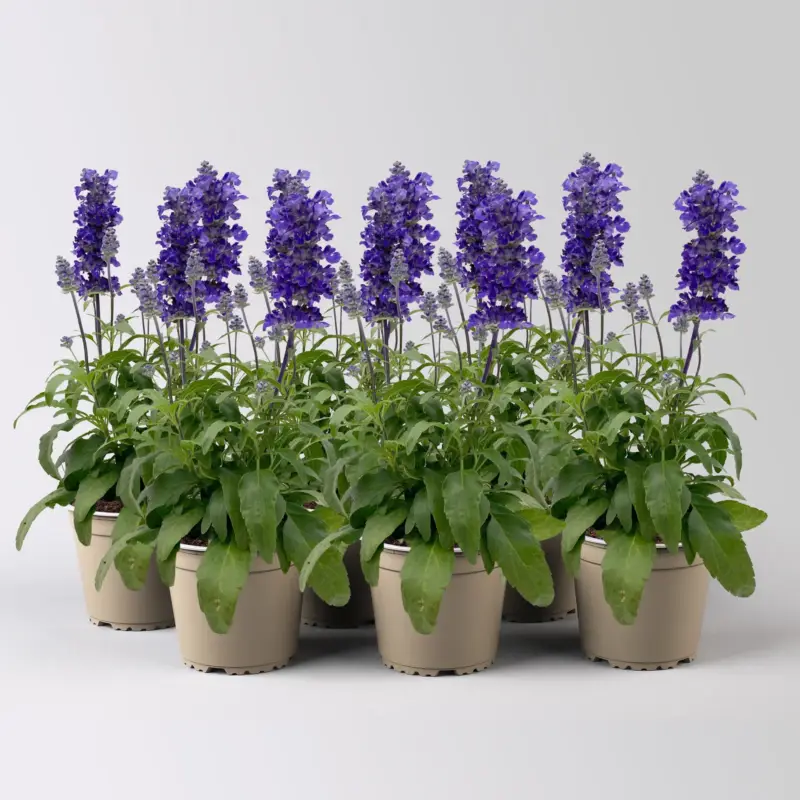 Mehliger Salbei, blau, Topf-Ø 13 cm, 6 Pflanzen Kracherpreis
