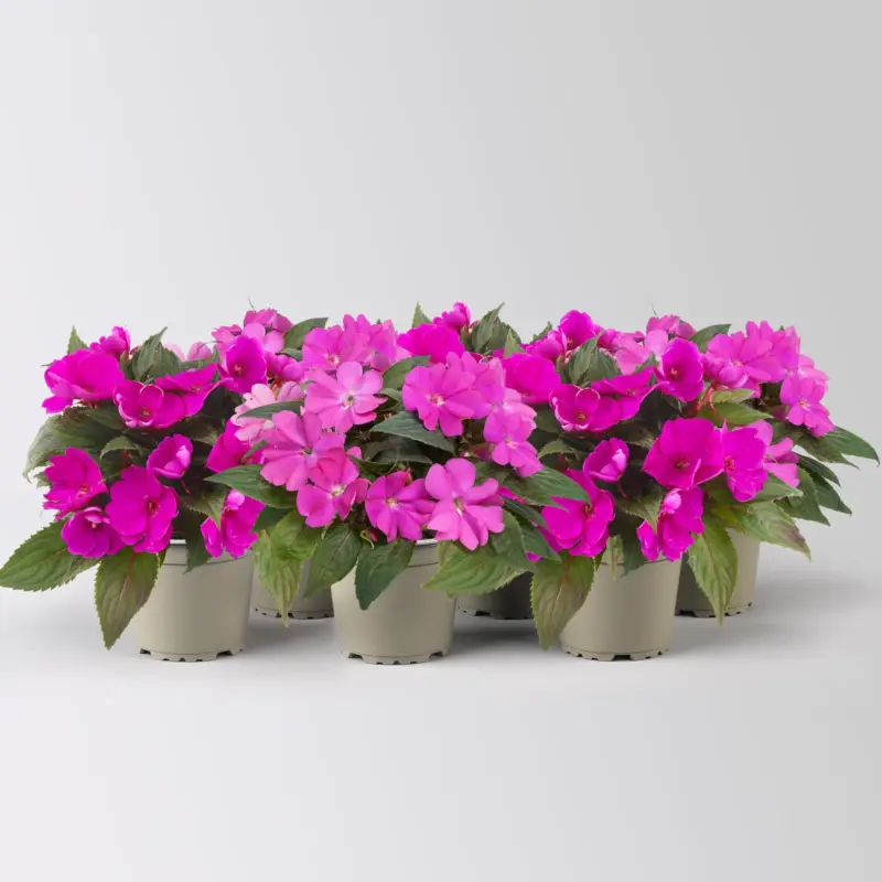 Abverkauf Edellieschen, lila, Topf-Ø 12 cm, 6 Pflanzen