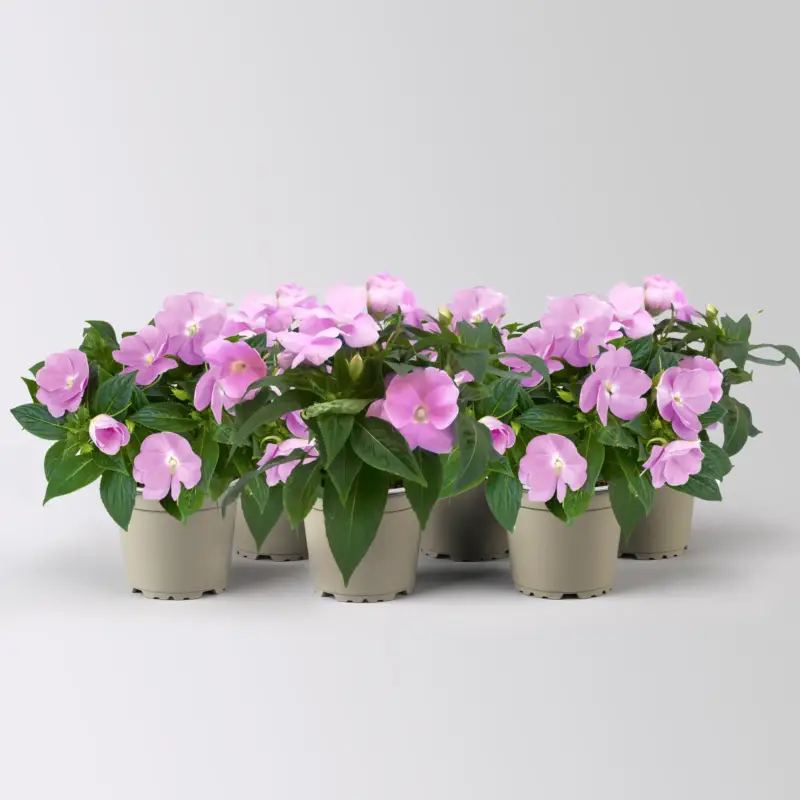 Sofort Bestellen Edellieschen, flieder, Topf -Ø 12 cm, 6 Pflanzen