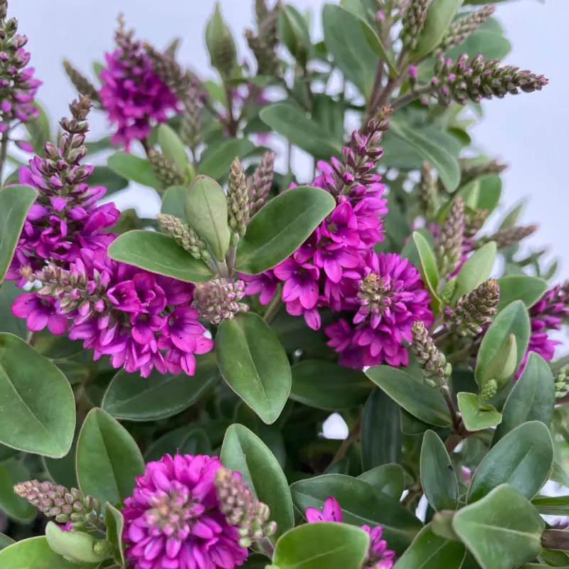 Bestseller Hebe 'All Blooms®', lila,Topf-Ø 10,5 cm, 6 Pflanzen