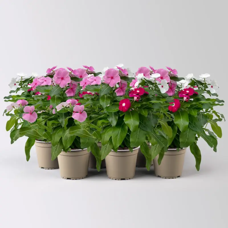 Billig Catharanthus 'Trio', Farbmix zufällig, Topf-Ø 13 cm, 6 Pflanzen