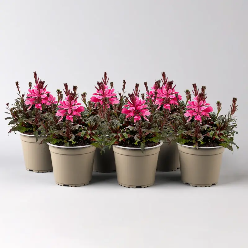 Rabatt Prachtkerze, pink, Topf-Ø 13 cm, 6 Pflanzen