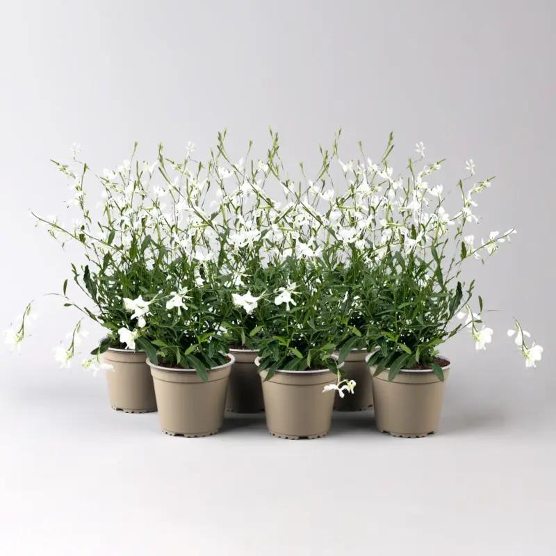 Preisreduziert Prachtkerze, weiß, Topf-Ø 13 cm, 6 Pflanzen