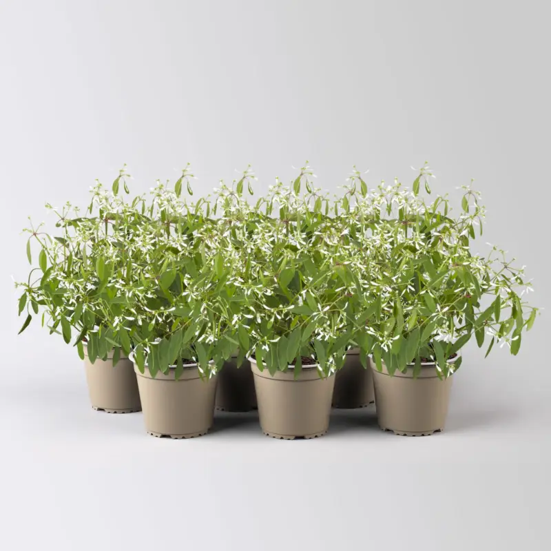 Sofort Bestellen Schneewolke, weiß, Topf-Ø 12/13 cm, 6 Pflanzen
