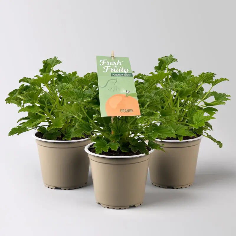 Duftgeranie 'Freshfruity® Orange Fresh', Topf-Ø 12 cm, 3 Pflanzen Schnäppchen