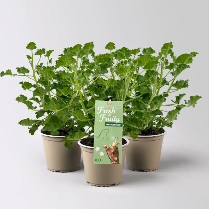 Aktuell Duftgeranie 'Freshfruity® Cola Fresh', Topf-Ø 12 cm, 3 Pflanzen