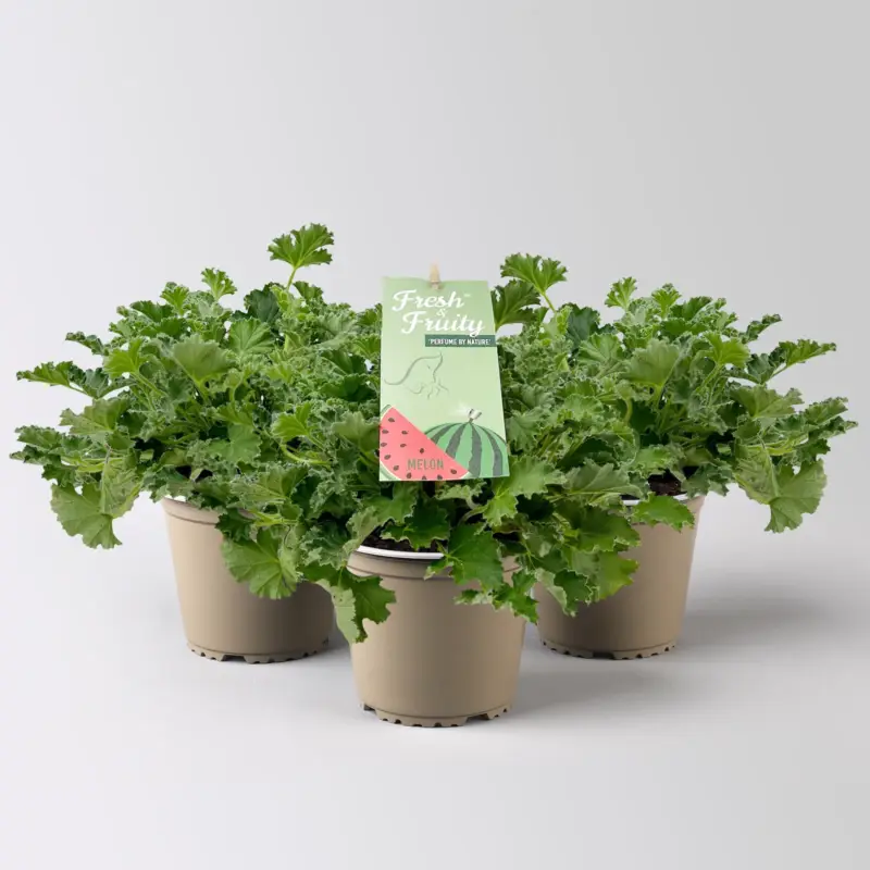 Preisknaller Duftgeranie 'Freshfruity® Melone', Topf-Ø 12 cm, 3 Pflanzen