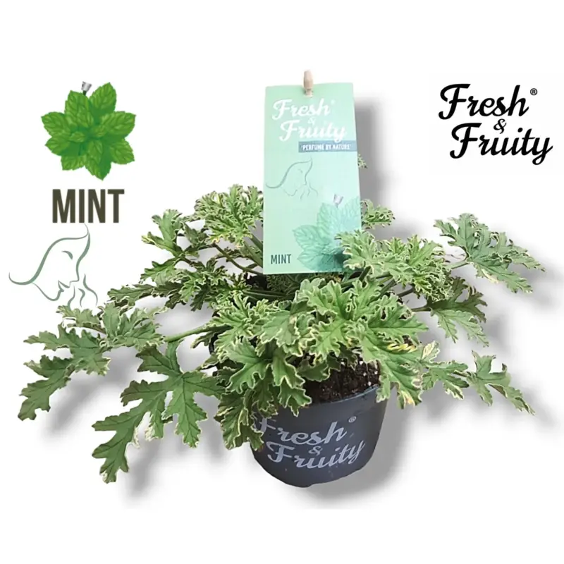 Duftgeranie 'Freshfruity® Mint', grün-weiß, Topf-Ø 12 cm, 3 Pflanzen Preisknaller