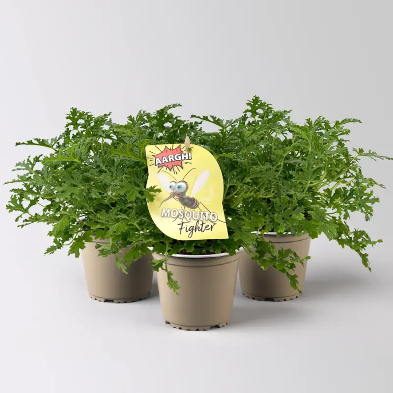 Duftgeranie 'Freshfruity® Mosquito Fighter', Topf-Ø 12 cm, 3 Pflanzen Expressversand