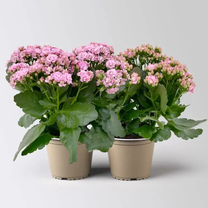Heißes Angebot Kalanchoe 'Queen'®, rosa, Topf-Ø 14 cm, 2 Pflanzen