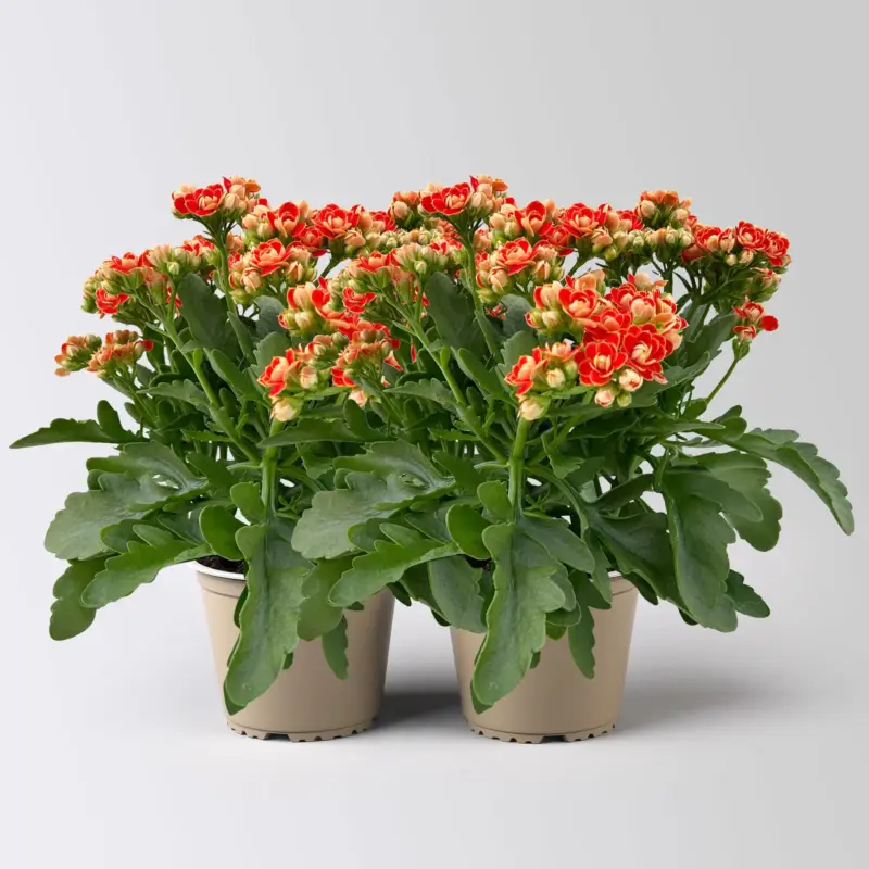 Kalanchoe 'Queen'®, orange, Topf-Ø 14 cm, 2 Pflanzen Top-Angebot