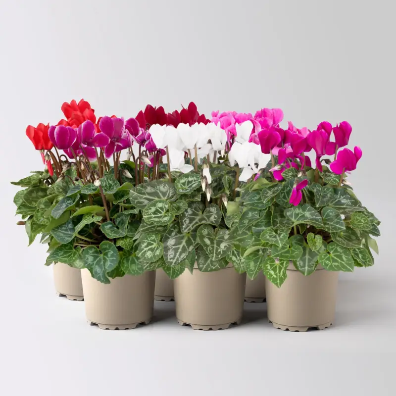 Preis Gesenkt Alpenveilchen 'Outland', Farben zufällig, Topf-Ø 10,5/11 cm, 6 Pflanzen