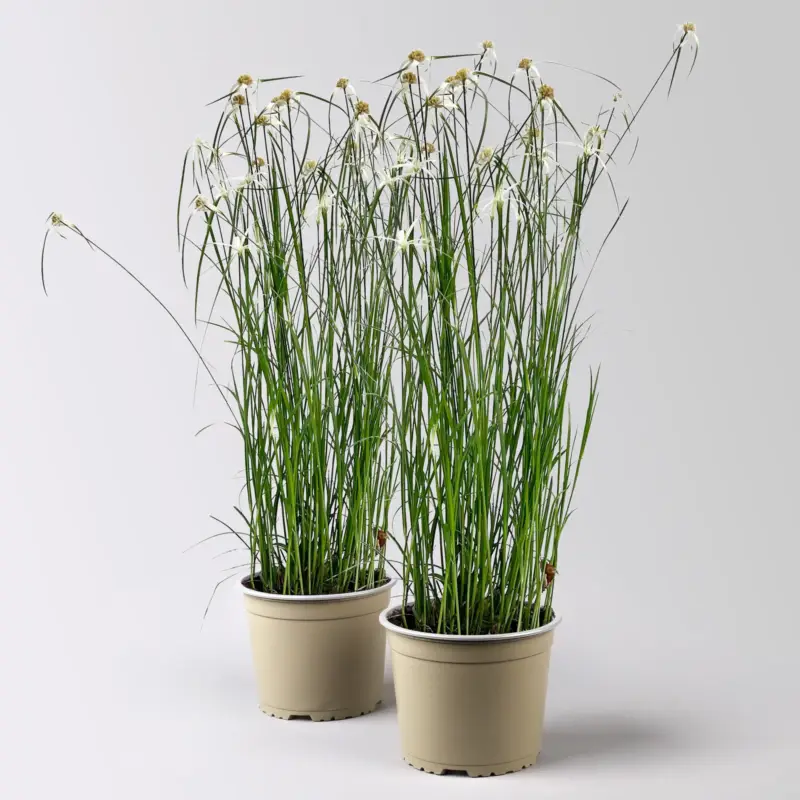 Direkt Vom Hersteller Rhynchospora colorata 'Sternentänzergras', Topf-Ø 17 cm, 2 Pflanzen