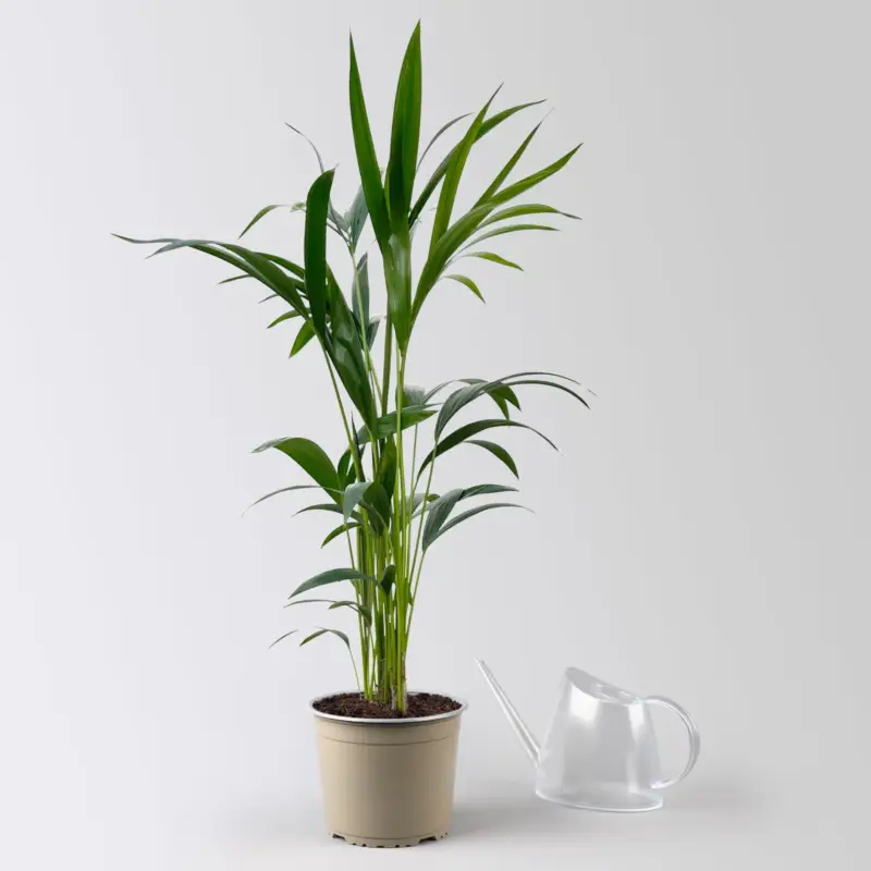 Wochenendangebot Kentiapalme, Topf-Ø 19 cm, Höhe ca. 90 cm