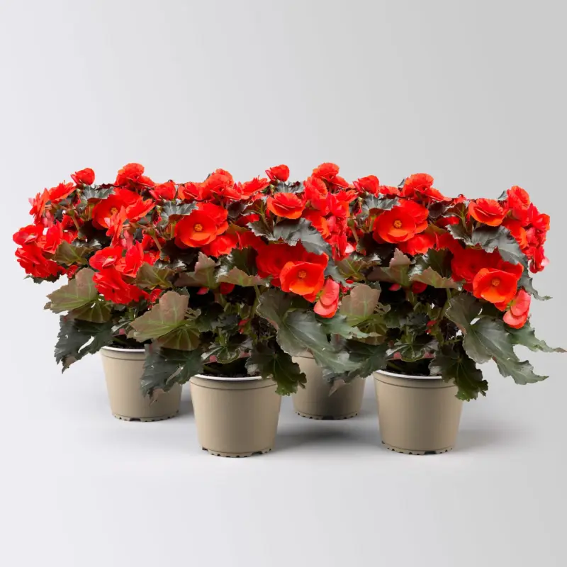 Elatior-Begonie, orangerot, dunkellaubig, Topf-Ø 14 cm, 4 Pflanzen Geprüft
