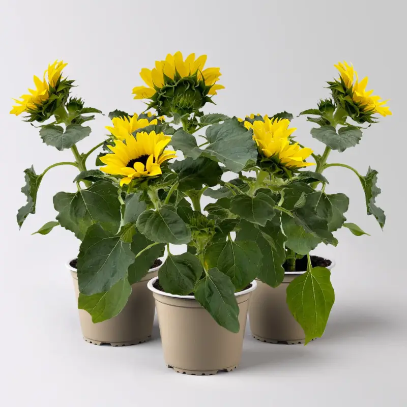 Sonnenblume 'Sunsation'® ,gelb, verzweigt, Topf-Ø 13 cm, 3 Pflanzen Finale Aktion