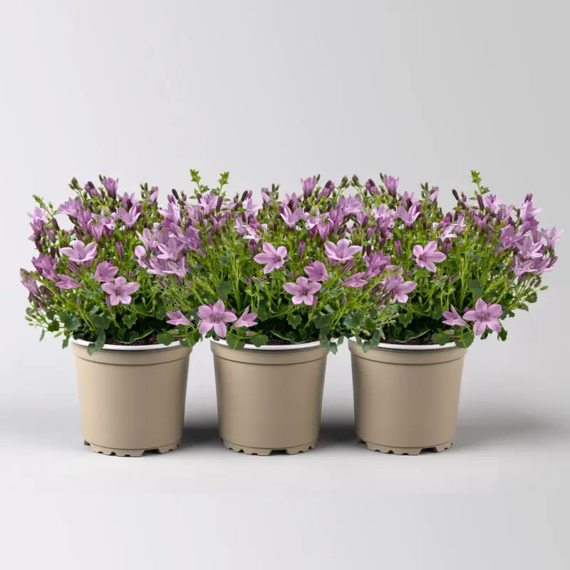 Glockenblume, rosa, Topf-Ø 10,5 cm, 3 Pflanzen Super-Preis