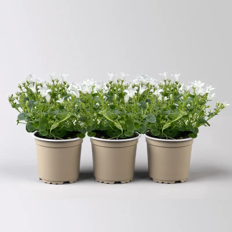 Bestpreis Glockenblume 'Ambella® White', weiß, Topf-Ø 10,5 cm, 3 Pflanzen