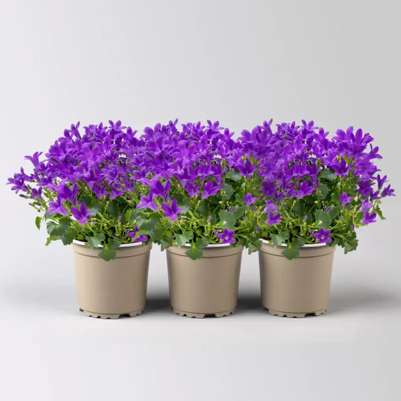 Glockenblume 'Ambella® Intens Purple', blau, Topf-Ø 10,5 cm, 3 Pflanzen Billig