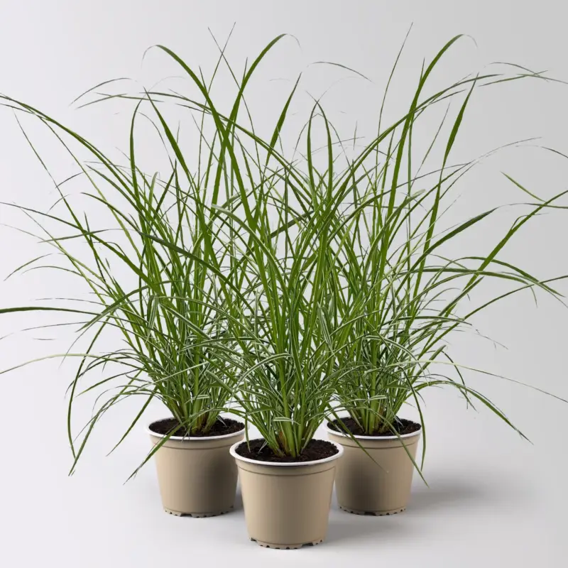 Buntes Lampenputzergras 'Sky Rocket', grün-weiß, Topf-Ø 12 cm, 3 Pflanzen Begrenztes Angebot