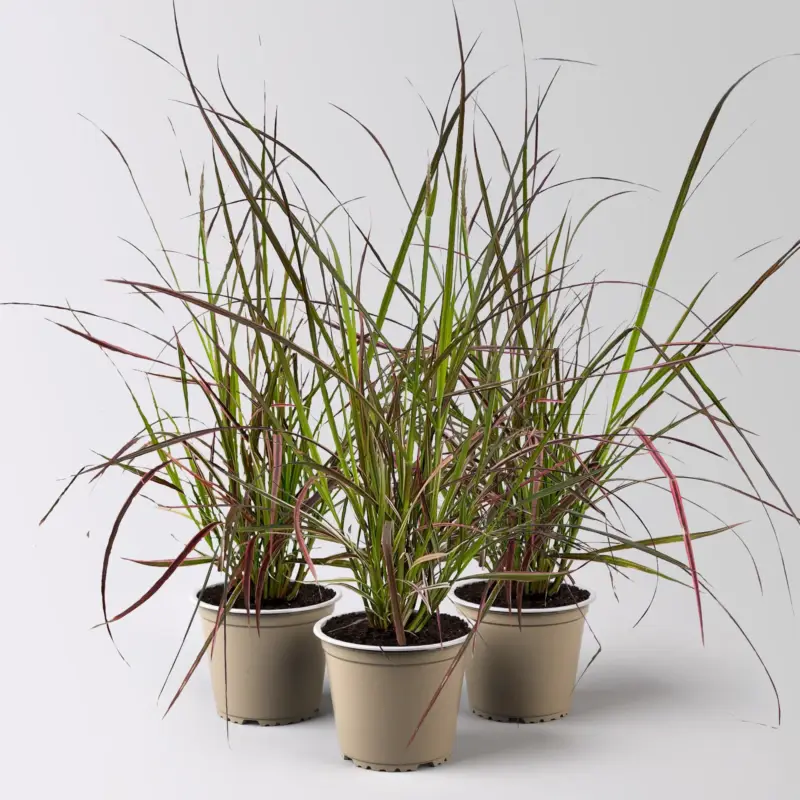 Lampenputzergras 'Fireworks', bunt, Topf-Ø 12 cm, 3 Pflanzen Ausverkauf